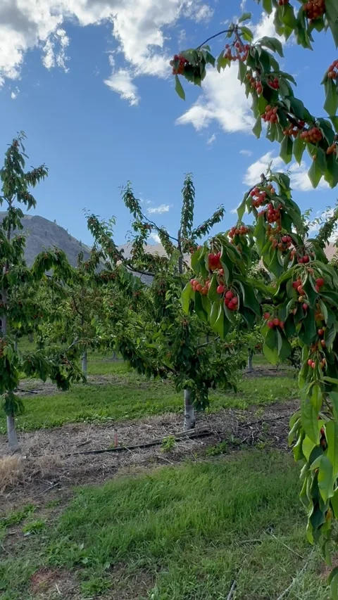 Cherry Trees in the Orchard during Spring Season in Wenatchee. Cherry orchard Stock Footage 280632603