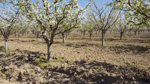 Cherry trees orchard Stock Footage