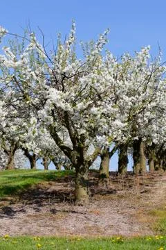 Cherry trees - orchard Photos