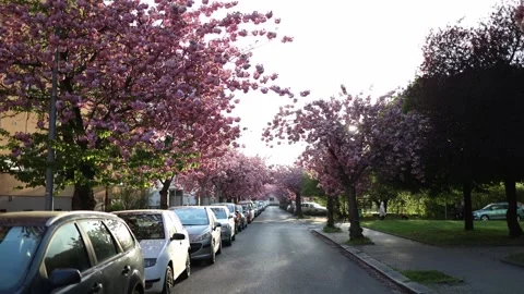 Cherry trees over quiet street warm evening light Stock Footage 334046575