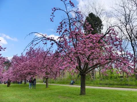 Cherry Trees in a park Stock Photos