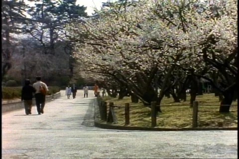 Cherry trees, people walking, wide shot Stock Footage 868424