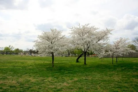 Cherry trees Stock Photos