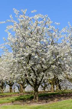 Cherry trees 写真素材