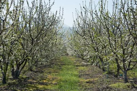 Cherry trees Stock Photos