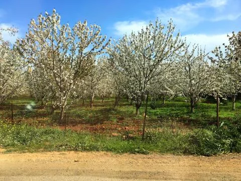 Cherry trees Stock Photos