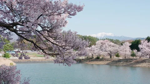 Cherry Trees by a Pond with a Snowy Mountain in the Background Stock Footage 150101515