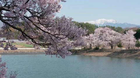 Cherry Trees by a Pond with a Snowy Mountain in the Background (Zoom Out) Stock Footage 150155675