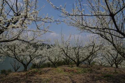 The cherry-trees put forth blossoms Stock Photos