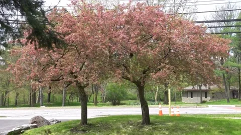 Cherry Trees red leaves sway in air 動画素材 234585648
