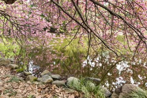 Cherry Trees Reflected in Pond Stock Photos