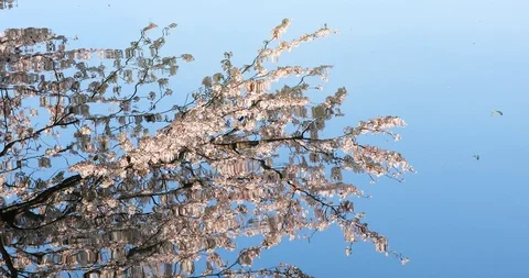 Cherry trees reflected on the water of west lake, hangzhou Stock Footage