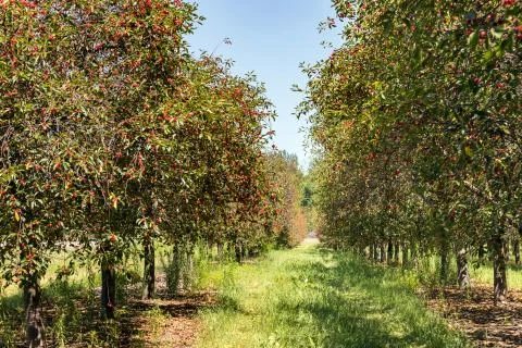Cherry Trees with Ripe Cherries Stock Photos