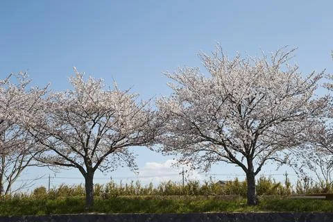 Cherry trees by the river Stock Photos