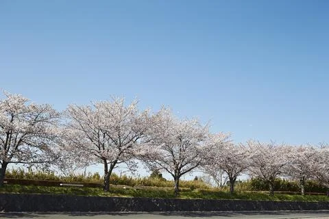 Cherry trees by the river Stock Photos