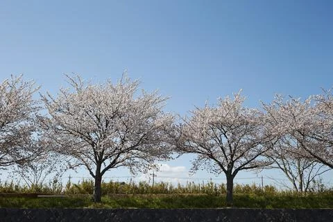 Cherry trees by the river Stock Photos