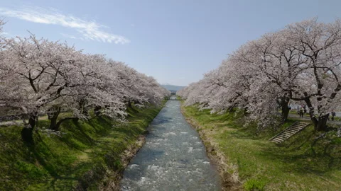Cherry Trees on Riverbanks in Full Bloom in the Country Side of Japan (w/Audio) Stock-Footage 276729908