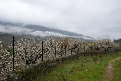 Cherry trees in a row. Cloudy day Stock Photos