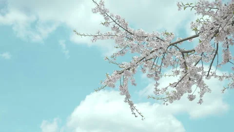 Cherry trees shaking in the blue sky. Stock Footage 88392142