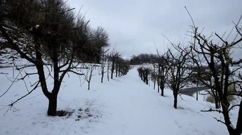 Cherry trees with snow Stock Footage 61364362