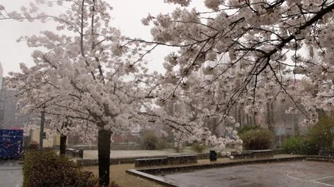 Cherry trees on a snowy spring day 動画素材 152378623