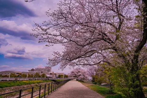 Cherry trees spreading their branches wide in Shin-Yokohama Park Fotos de archivo