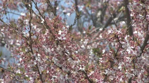 Cherry Trees in the Spring Stock Footage 10899743