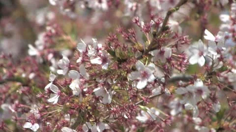 Cherry Trees in the Spring 스톡 동영상 10899805