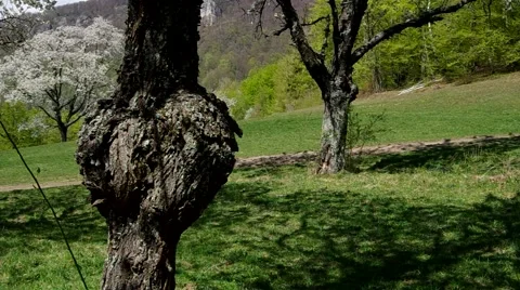 Cherry trees in spring Stock Footage 49722656