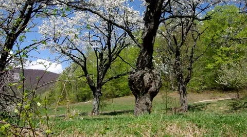 Cherry trees in spring Stock Footage 49722658