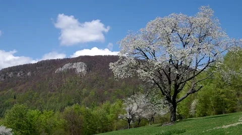 Cherry trees in spring Stock Footage 49722677