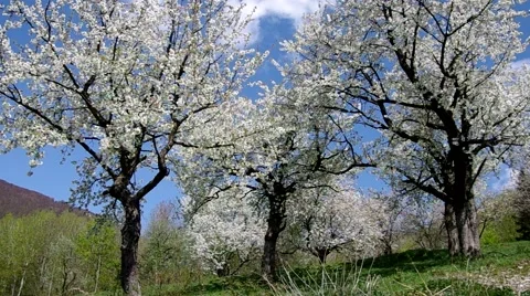 Cherry trees in spring Stock Footage 49722742