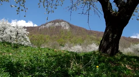 Cherry trees in spring Stock Footage 49722802