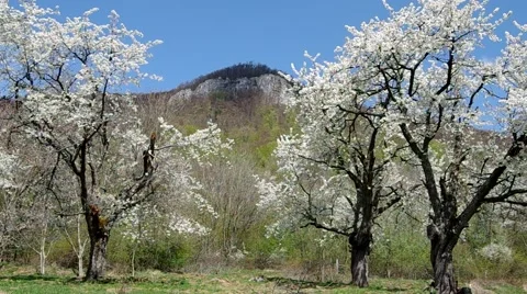 Cherry trees in spring Stock Footage 49722842