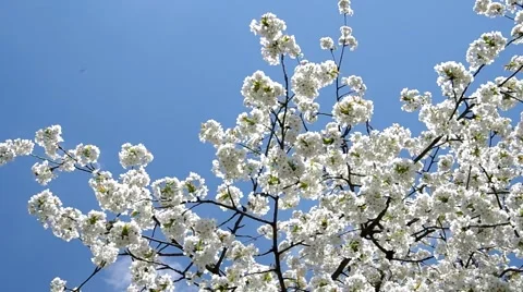 Cherry trees in spring Stock Footage 49722864
