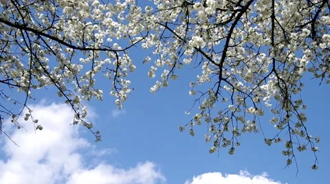 Cherry trees in spring Stock Footage 49722877