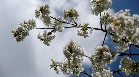 Cherry trees in spring Stock Footage 49722890