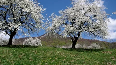 Cherry trees in spring Stock Footage 49722896