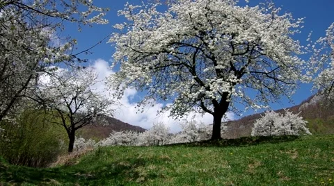 Cherry trees in spring Stock-Footage 49722936