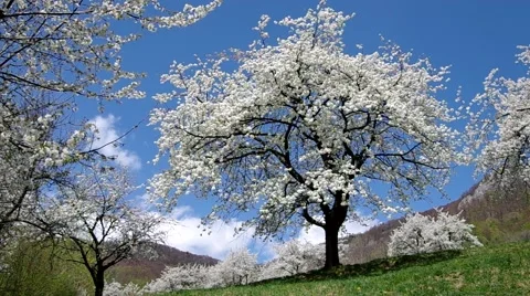 Cherry trees in spring Stock Footage 49722949