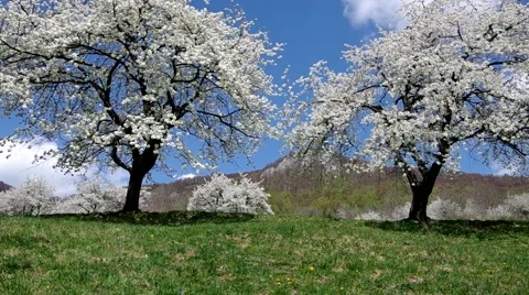 Cherry trees in spring Stock Footage 49722955