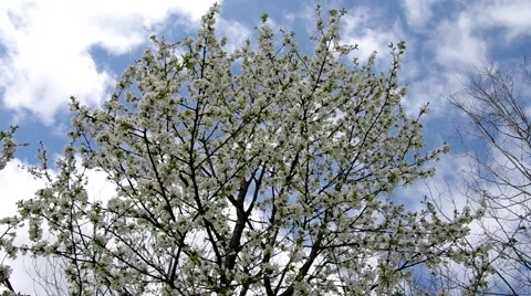 Cherry trees in spring Stock Footage 50425574