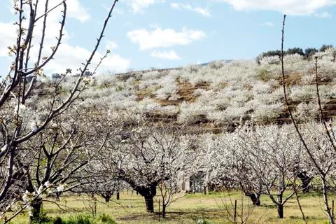 Cherry trees in spring in Valle del Jerte Stock Photos