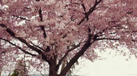 Cherry trees, Stanley Park, Vancouver BC Canada Stock Footage 48733427
