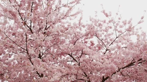 Cherry trees, Stanley Park, Vancouver BC Canada Stock Footage 48733679