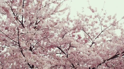 Cherry trees, Stanley Park, Vancouver BC Canada Stock Footage 48733905