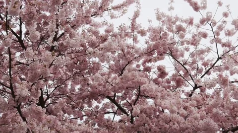 Cherry trees, Stanley Park, Vancouver BC Canada Stock Footage 48734054