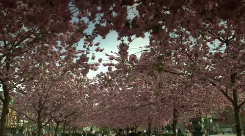 Cherry-trees in Stockholm Stock Footage 11302884