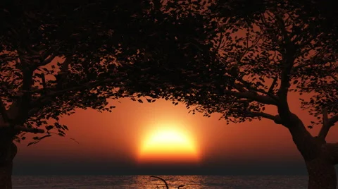 Cherry trees - sunset Stock Footage 40345599