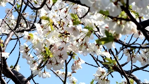 Cherry trees swaying in the wind Stock Footage 336031407